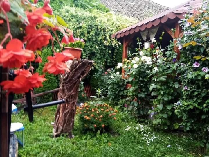 Casa Florilor Barcut Apartment Екстериор снимка